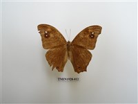 藏品(暮眼蝶)的圖片